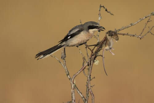 Averla meridionale che uccide la preda