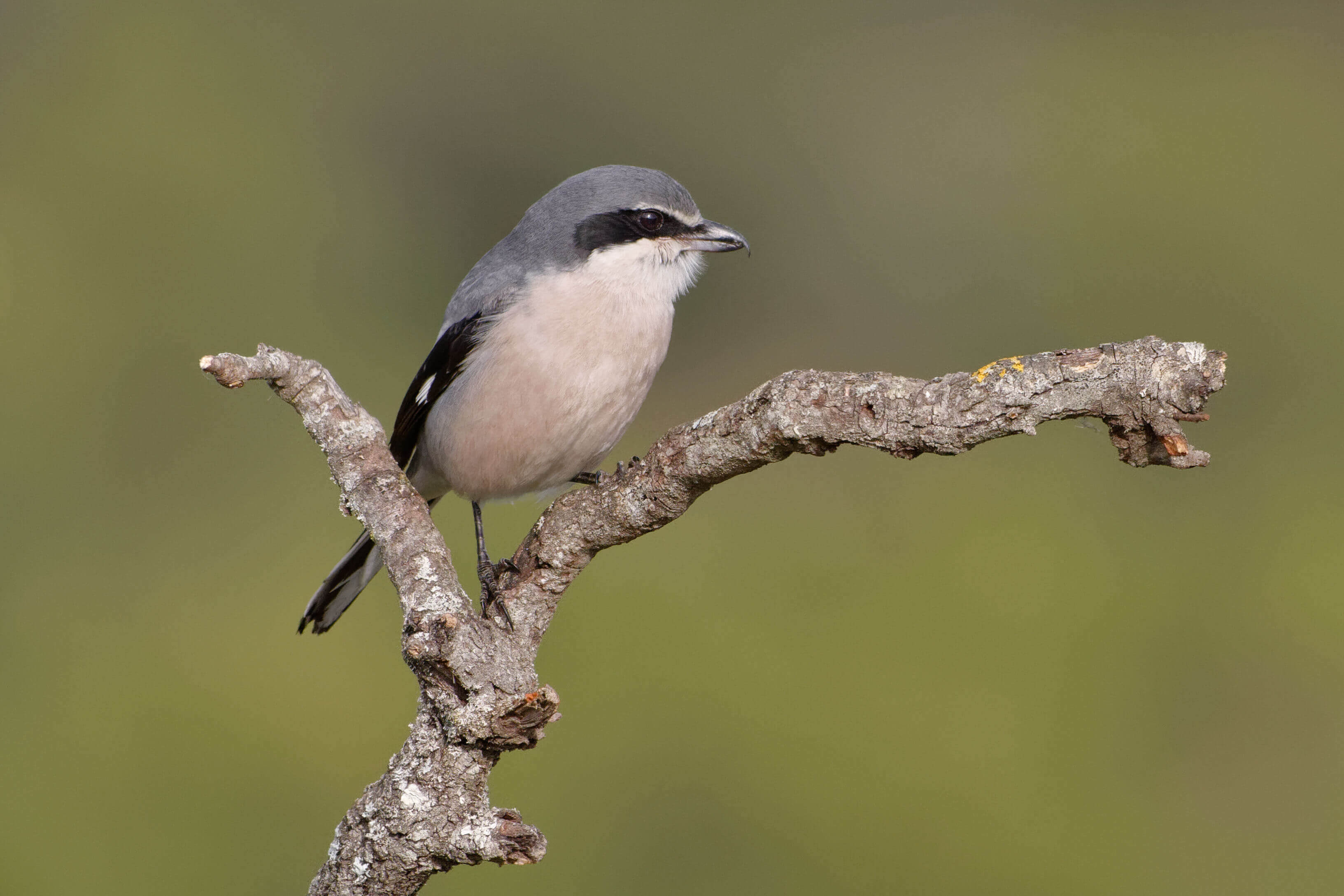 Averla meridionale su un ramo