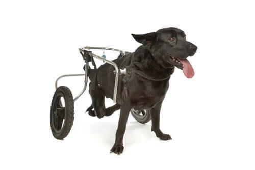 Cane con sedia a rotelle