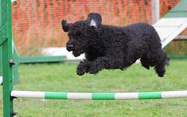 Cane che realizza prova di agility