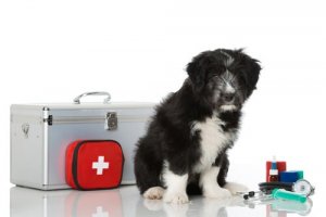 Cassetta pronto soccorso per animali domestici