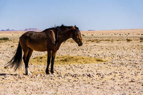 Cavallo nella Namibia