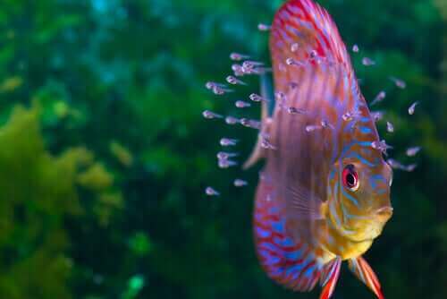 pesci da acquario colorati
