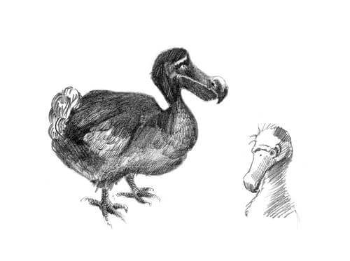 Comportamento del dodo