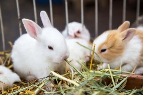 Quali sono le piante da offrire ai conigli?