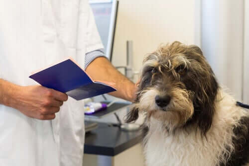 per viaggiare con animali domestici sono necessari alcuni vaccini obbligatori