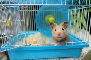 Topi e ratti come animali domestici: sempre più popolari
