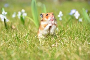 Allestire la gabbia per i roditori: 7 consigli