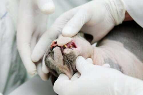 Cure dentali per i gatti