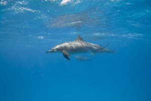 I grandi mammiferi marini dormono?