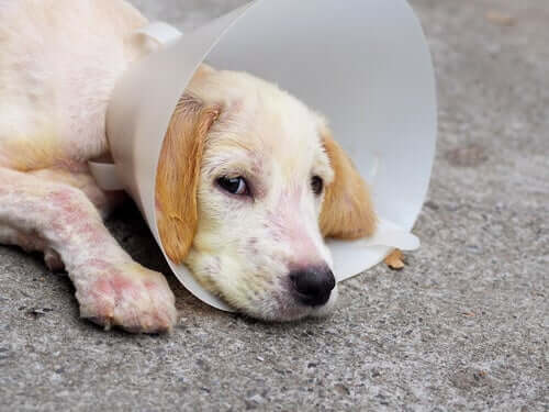 Demodicosi canina: cause e trattamento