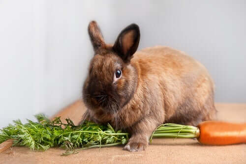 Consigli per la dieta del coniglio nano