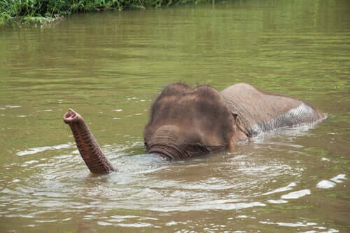Elefante tra i migliori nuotatori del regno animale