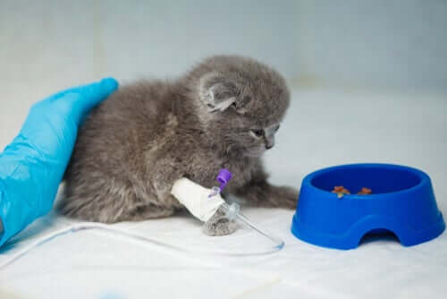 Gattino con la flebo trattamento anemia nei gatti