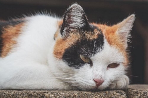 Anemia nei gatti: come riconoscerla e trattarla