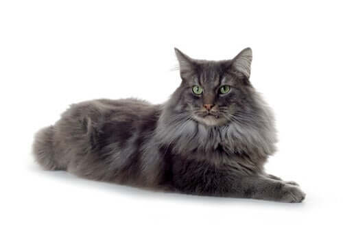 il gatto delle foreste norvegesi è un micio robusto e di grandi dimensioni