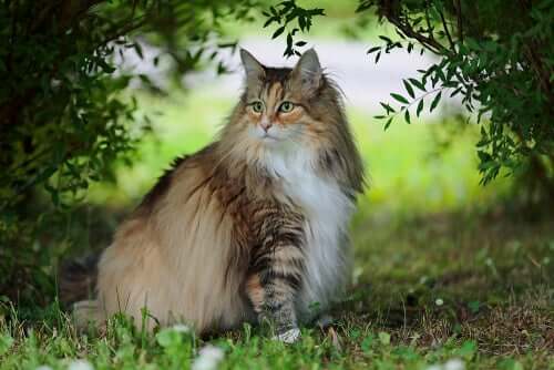 Il gatto delle foreste norvegesi, un animale ancora poco noto