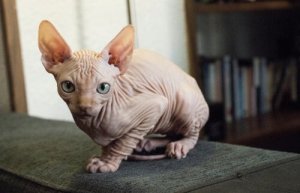 Il gatto Kohona: il gatto nudo hawaiano