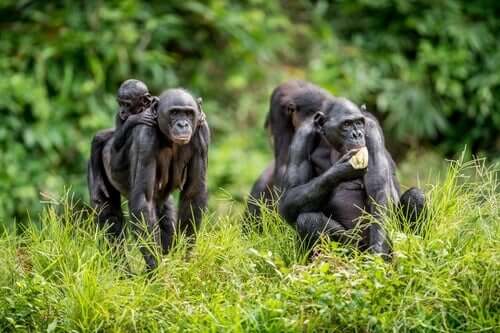 Gruppo di scimmie le mamme bonobo e i loro figli