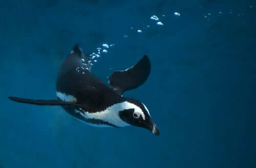 Pinguini più agili in acqua