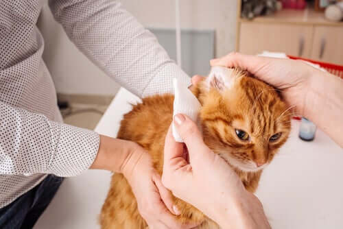 Igiene orecchie del gatto