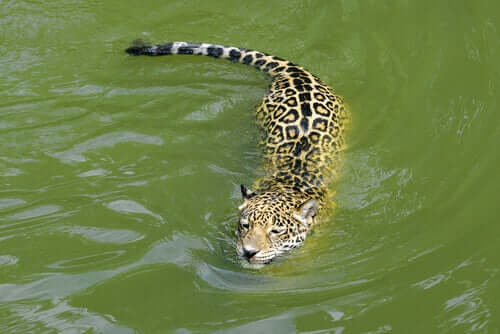 Il giaguaro in acqua