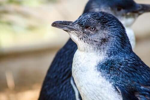 il pinguino minore blu primo piano