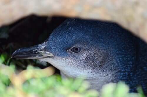 il pinguino minore blu