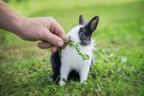 la dieta del coniglio nano