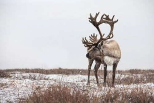 La renna: 7 curiosità su questo splendido cervide