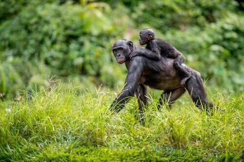 Le mamme bonobo aiutano i figli ad accoppiarsi