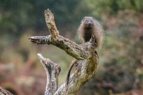 la mangusta egiziana è uno dei pochi mammiferi che possiede una pupilla orizzontale