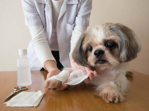Medicare ferita al cane