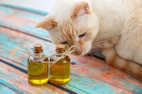 Olio di oliva per i gatti per prevenire i boli di pelo