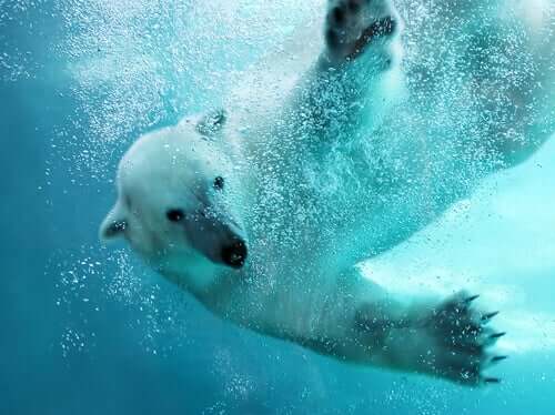 L'orso polare un nuotatore sorprendente
