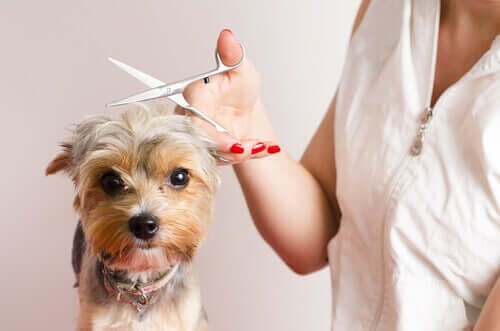 Diventare parrucchiere per cani: 7 consigli