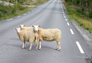 Circolazione degli animali nelle strade pubbliche