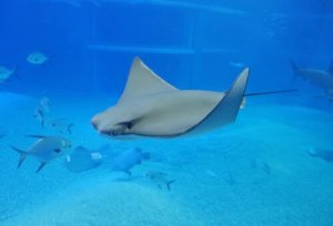 Pesci elettrici: animali incredibili e più comuni di quanto si pensi