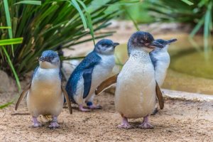 Il pinguino minore blu, il più piccolo al mondo