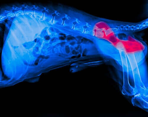 Radiografia di displasia dell'anca nel cane