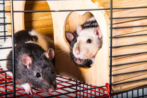 Ratti in gabbia