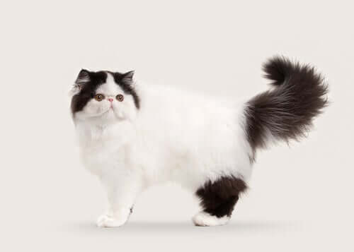 10 bellissime razze di gatti dal pelo lungo