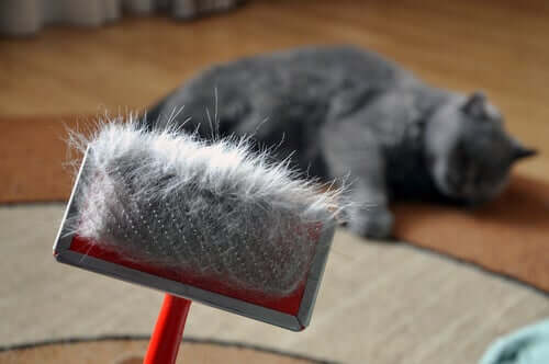 Spazzolare il gatto per prevenire i boli di pelo