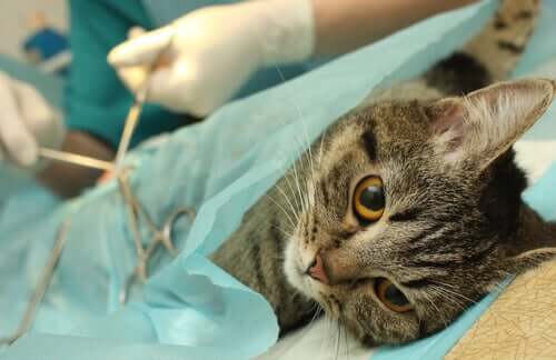La sterilizzazione del gatto