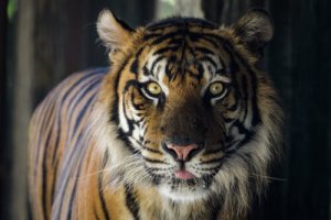 Tigre siberiana: un documentario per riflettere