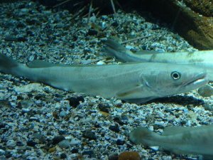 Le abitudini migratorie del merluzzo