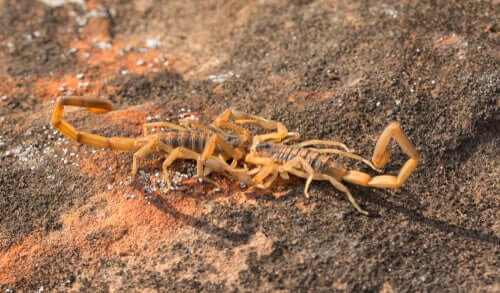 Accoppiamento tra gli scorpioni
