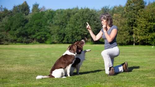 Insegnare al cane a sedersi è il primo esercizio di addestramento che dovete provare