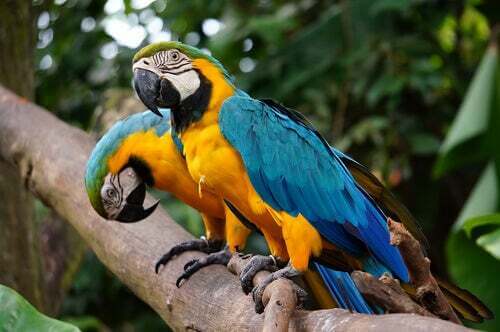 Ara ararauna che arrossiscono