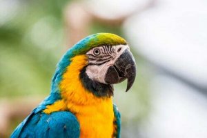 I pappagalli che arrossiscono come gli umani